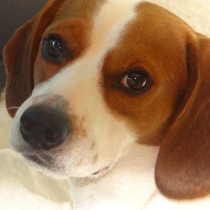 Meet your Posher, Beagle